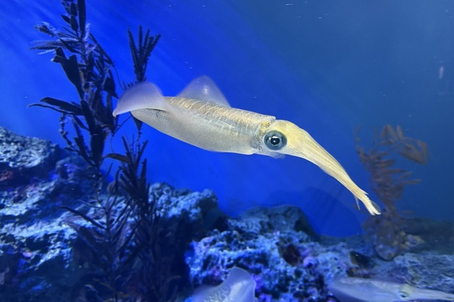 エギングは回遊待ちが正解？居つきを狙うことで釣果が伸びます