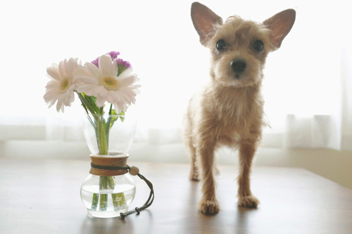 LeicaQ typ116 Summilux28mm F1.7 ASPH｜作例｜レビュー｜犬