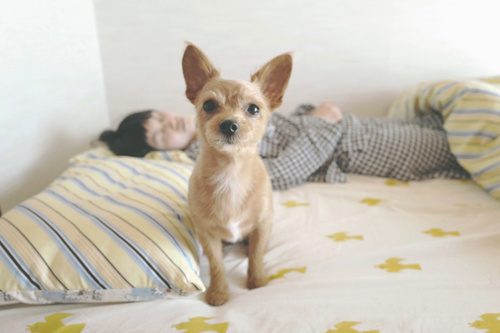 LeicaQ typ116 Summilux28mm F1.7 ASPH｜作例｜レビュー｜女性と犬