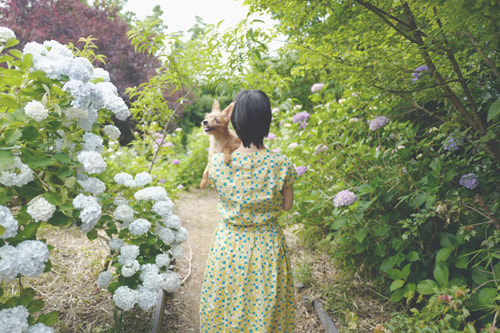 LeicaQ typ116 Summilux28mm F1.7 ASPH｜作例｜レビュー｜紫陽花