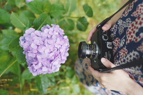 LeicaQ typ116 Summilux28mm F1.7 ASPH｜作例｜レビュー｜紫陽花