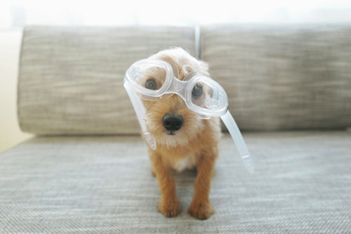 LeicaQ typ116 Summilux28mm F1.7 ASPH｜作例｜犬と水中メガネ