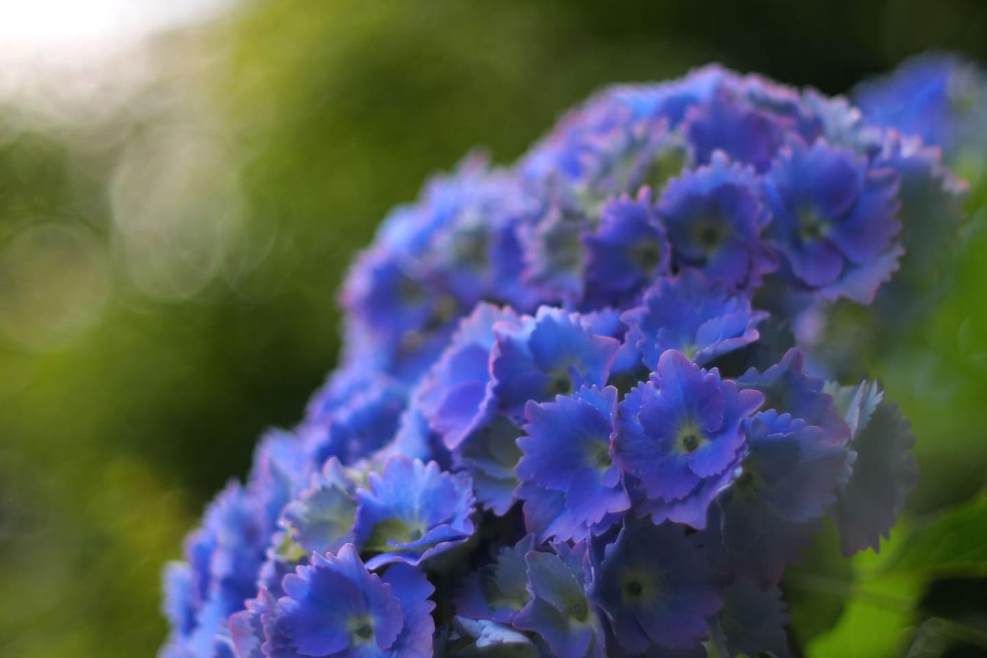 背景をぼかして紫陽花を主役にする