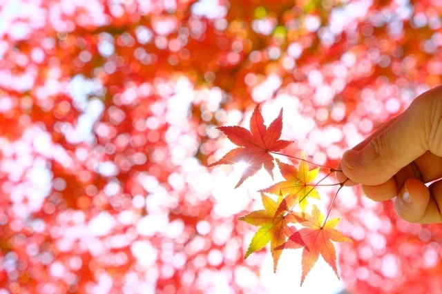 紅葉の撮り方｜初心者でも美しく撮れる基本テクニック｜背景に紅葉