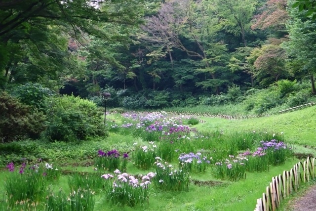 明治神宮の写真スポット｜美しく撮れるおすすめ撮影ポイント｜明治神宮御苑