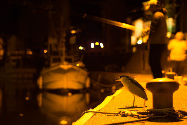 エギングでケンサキイカを釣るメソッド(三浦半島、三崎港、城ヶ島)